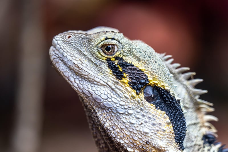 Dragon Delight